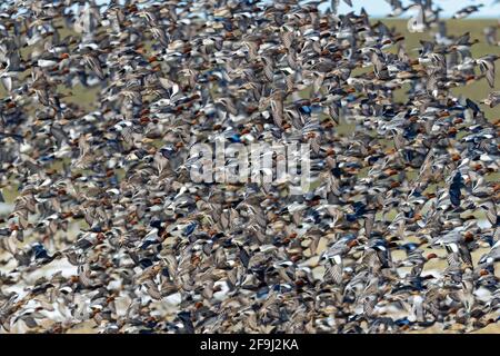 Eurasisches Wigeon (Anas penelope). Flock im Flug an der deutschen Nordseeküste. Deutschland Stockfoto