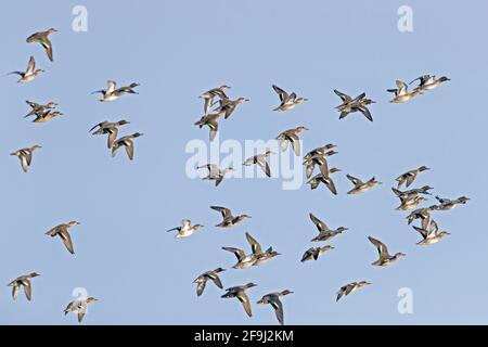 Eurasisches Teal (Anas crecca). Flock im Flug. Nordsee, Deutschland Stockfoto