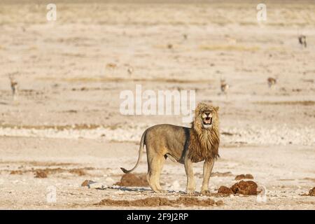 Afrikanischer Löwe (Panthera Leo) brüllt. Etosha Nationalpark, Namibia, Afrika Stockfoto