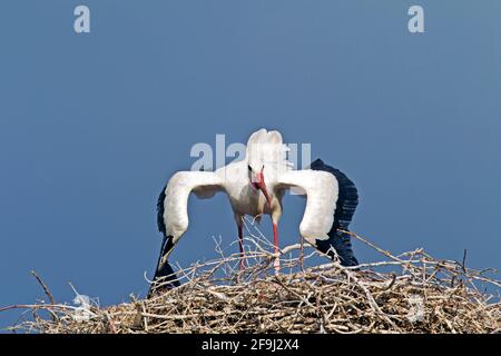 Europäischer Weißstorch (Ciconia ciconia). Ausgewachsener Vogel steht auf dem Nest und bedroht einen anderen Storch. Deutschland Stockfoto