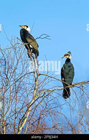 Großer Kormoran (Phalacrocorax carbo). Zwei Erwachsene im Zuchtgefieder, die in einem Baum thront. Deutschland Stockfoto