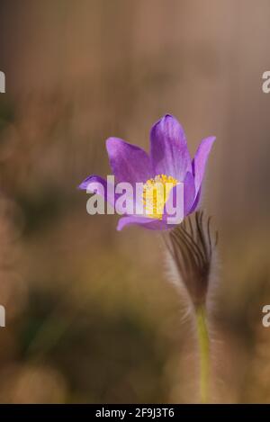 Pulsatilla patens gebräuchliche Namen sind Ostpasqueflower, Präriekrokus und Steckblatt Anemone im Frühlingswald Stockfoto