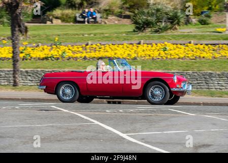 MG MGB Roadster Oldtimer in Southend on Sea, Essex, Großbritannien, an einem sonnigen, hellen Frühlingstag, Vorbei an bunten Blumen in Cliff Gardens Stockfoto