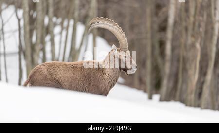 Alpine Steinbock Männchen am Rande des Waldes (Capra ibex) Stockfoto