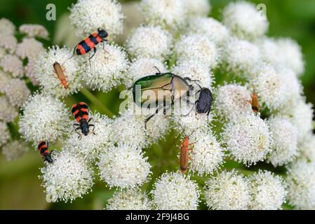 Verschiedene Insekten einschließlich Grüner Rosenkäfer, Cetonia aurata, & Schwarz & Rot karierten Käfer, Trichodes apiarius, Fütterung von Common Hogweed oder Kuh Petersilie Stockfoto