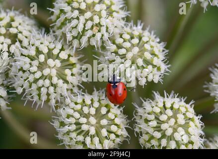 Marienkäfer mit sieben Punkten oder Siebenfleckiger Marienkäfer, Coccinella septempunctata, füttert mit Commonon Hogweed, Heracleum sphondylium, auch bekannt als KuhPetersilie Stockfoto