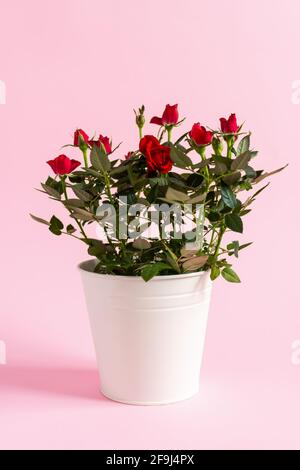 Buschige Indoor-Rosen in einem weißen Topf. Anbau und Verkauf von dekorativen Miniaturblumen. Ein perfektes Geschenk für Ihren Geburtstag, Valentinstag, 8. März, Mothe Stockfoto