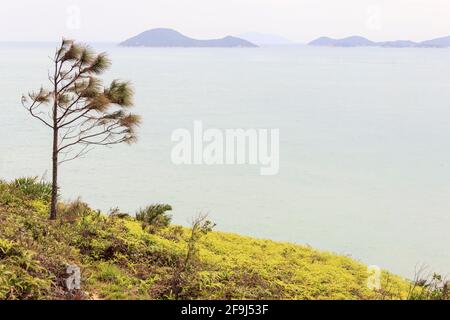 Ein Baum, der allein auf dem Hügel von Farn gegen den Wind vor einem schönen Meer steht. Stockfoto