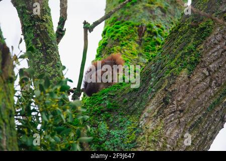 Rotes Eichhörnchen, das in einem Baum hütet Stockfoto