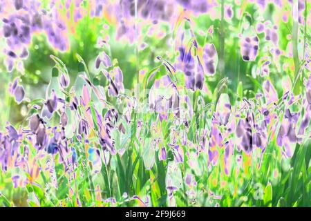 Schneeglöckchen (Galanthus nivalis), Deutschland, Europa Stockfoto