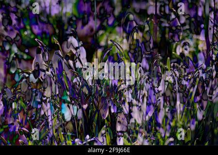 Schneeglöckchen (Galanthus nivalis), Deutschland, Europa Stockfoto