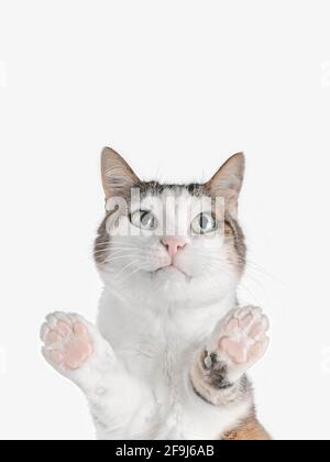 Niedliche tabby Katze Blick auf die Kamera. . Untere Ansicht mit Kopierbereich. Stockfoto