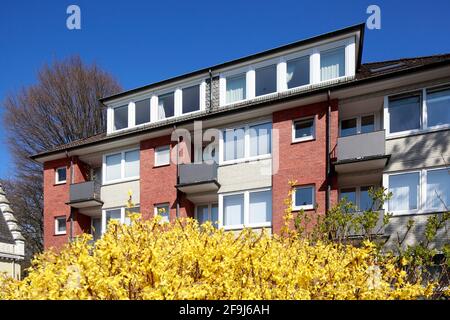 Forsythienblüte und modernes Wohnhaus aus Backstein, Mehrfamilienhaus, , Bremen, Deutschland, Europa Stockfoto