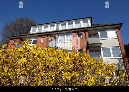 Forsythienblüte und modernes Wohnhaus aus Backstein, Mehrfamilienhaus, , Bremen, Deutschland, Europa Stockfoto