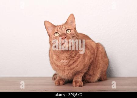 Niedliche Ingwer-Katze sitzt auf dem Boden und schaut neugierig auf. Stockfoto