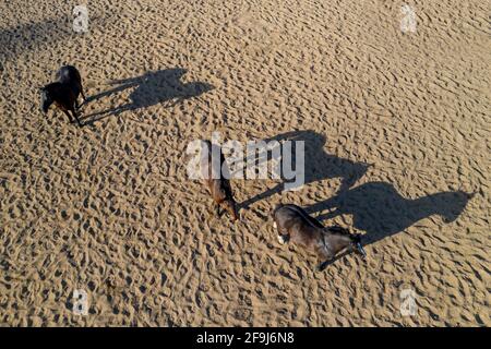 Gruppe von rassigen Pferden wandern und Beweidung im Fahrerlager in der Nähe von Stabil. Langer abend Nachmittag Schatten. Schöne Tiere auf der Farm oder Ranch. Antenne top Stockfoto
