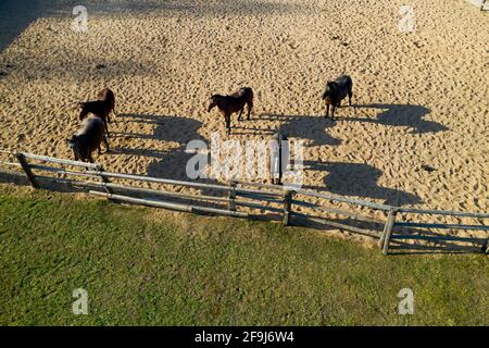 Gruppe von rassigen Pferden wandern und Beweidung im Fahrerlager in der Nähe von Stabil. Langer abend Nachmittag Schatten. Schöne Tiere auf der Farm oder Ranch. Antenne top Stockfoto