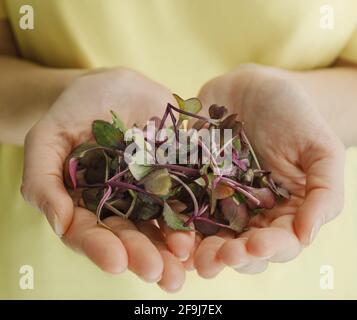 Frau hält Plastikbehälter mit essbaren roten Rambo Radish Microgreens Stockfoto