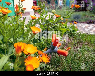 Orangefarbene und graue Gartenanlage inmitten üppiger leuchtend orangefarbener Ringelblumen, die an einem sonnigen Tag in einem Garten wachsen. Stockfoto