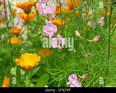 Biene auf einer rosa und violetten Delphiniumblume sitzend, leuchtend orange Ringelblume Ringelblume Blüten in einem Garten an einem sonnigen Tag wachsen. Stockfoto