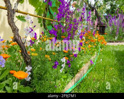 Leuchtend orange Ringelblume Ringelblume Blüten und rosa und violette Delphinium wächst um Weinrebe in der Nähe des Landhauses in einem Garten an einem sonnigen Tag. Stockfoto