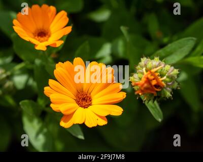 Nahaufnahme von schönen leuchtend orange Ringelblume Calendula Blumen blühen und Knospen wachsen in einem Garten an einem sonnigen Tag. Dunkler Hintergrund. Stockfoto