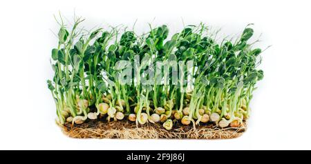 Microgreens Sprossen isoliert auf weißem Hintergrund. Vegane Mikro-Sonnenblumenkraut Triebe, Mikrogrün Nahaufnahme, wächst gekeimt Sonnenblumenkerne, minimal Stockfoto