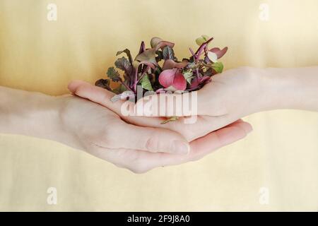 Frau hält Plastikbehälter mit essbaren roten Rambo Radish Microgreens Stockfoto