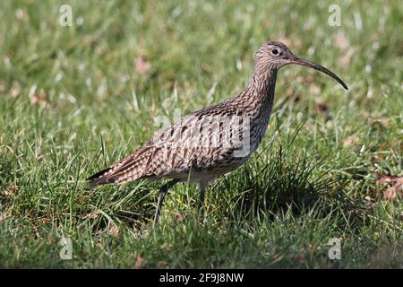 Eurasischer Curlew (Numenius arquata) auf der Suche nach Nahrung auf einer Wiese in der Nähe von Reken Stockfoto