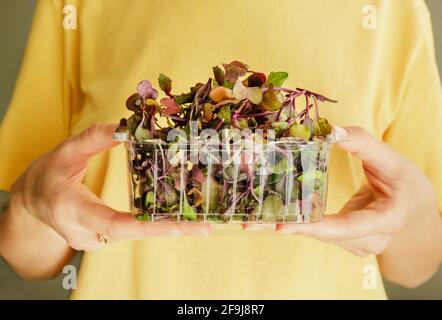 Frau hält Plastikbehälter mit essbaren roten Rambo Radish Microgreens Stockfoto