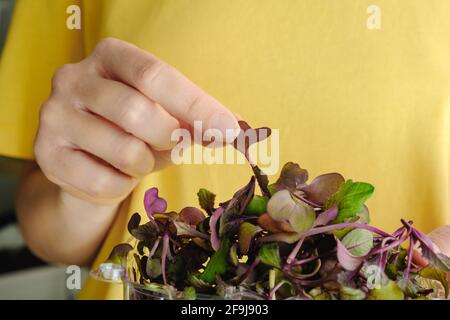 Frau hält Plastikbehälter mit essbaren roten Rambo Radish Microgreens Stockfoto