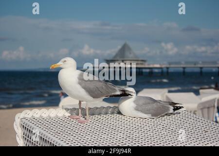 Ein Paar Heringmöwen (Larus argentatus), die sich auf dem Dach eines Strandstuhls in Heringsdorf, Usedom, Deutschland, sonnen Stockfoto