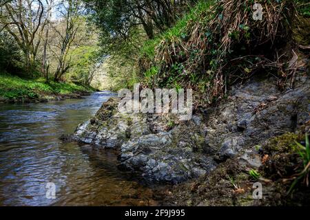 Die besten Wanderungen in Devon, die besten Wanderungen in Devon, teign Valley, landschaftlich schöner Wander- oder Wanderweg, Wälder, Flüsse, sanfte und sanfte Hügel. Stockfoto