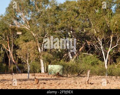 Rote Kängurus (Macropus rufus) und bissige Gummis (Eucalyptus leucophloia), Millstream-Chichester-Nationalpark, Westaustralien Stockfoto