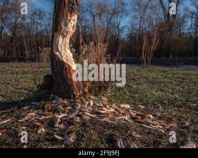 Baum von einem Biber angegriffen, der im Januar wegen des warmen Winters aufwachte. Stadtpark in Kiew, Ukraine. Auswirkungen der globalen Erwärmung. Stockfoto