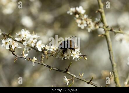 Im frühen Frühjahr ist der Schwarzthorn, oder Sloe, einer der ersten Sträucher, der blüht und wird von früh auftauchenden Insekten wegen seines Pollen und Nektars eifrig gesucht Stockfoto