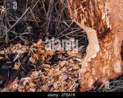 Baum von einem Biber angegriffen, der im Januar wegen des warmen Winters aufwachte. Stadtpark in Kiew, Ukraine. Auswirkungen der globalen Erwärmung. Stockfoto