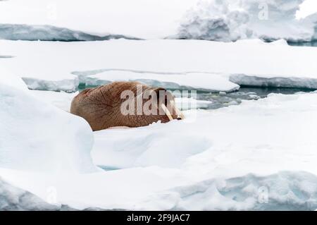 Ein erwachsener Walross, odobenus rosmarus, ruht auf dem Packeis vor der Küste von Spitzbergen. Arktischer Ozean bei etwa 80˚ Nord. Nahaufnahme. Stockfoto