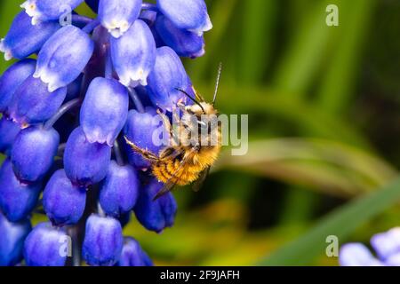 Tawny Mining Bee, Andrena fulva, weiblich, Futter auf Traubenhyazinthe. Catbrook, Monmouthshire, Wales, Großbritannien Stockfoto