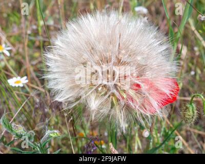 Nahaufnahme einer großen Ziegenbartblume (Tragopogon pratensis), die auf einer Wiese auf dem Land wächst. Stockfoto