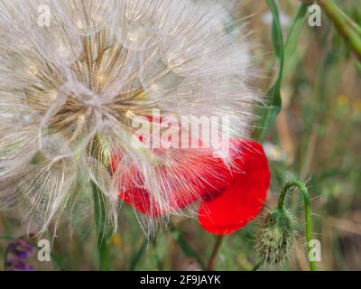 Nahaufnahme einer großen Ziegenbartblüte (Tragopogon pratensis) und einer roten Mohnblume dahinter, die auf einer Wiese auf dem Land wächst. Stockfoto