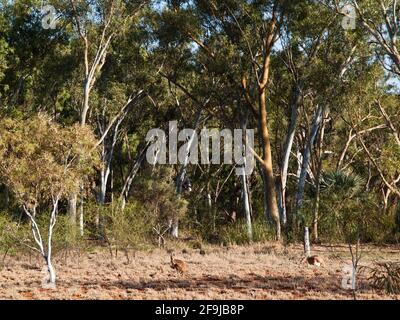 Red Kängurus (Macropus rufus) und Snappy Gums (Eucalyptus leucophloia), Millstream-Chichester-Nationalpark, Westaustralien Stockfoto