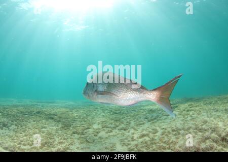 Großer australasiatischer Schnapper Pagrus auratus, der über flachem Boden in Sonnenstrahlen wegschwimmt. Stockfoto