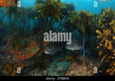 Zwei australische Schnapper Pagrus auratus in einer Schlucht mit felsigem Riff, bedeckt mit dem Wachstum von gestieltem Kelp Ecklonia radiata. Stockfoto