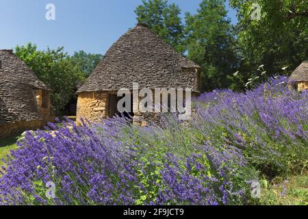 Lavendel erhellt die Szene in Les Cabanes du Breuil, Dordogne, Frankreich Stockfoto