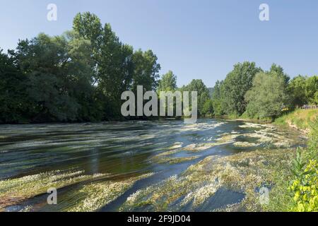 Der Wasserkräuselfuß (Ranunculus aquatilis) erhellt den Fluss Vézère, der durch Saint-Léon-sur-Vézère in der Dordogne in Frankreich fließt Stockfoto