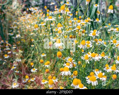 Üppige Sträucher mit wilden niedlichen Kamillen, die an einem Sommertag auf dem Land blühen. Stockfoto