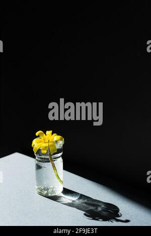 Blumenvase Minimalismus. Gelbe Blume auf grau-schwarzem Hintergrund. Konzeptionelles grafisches Frühlingsdesign. Vertikale Komposition bei hellem, rauem Sonnenlicht. Be Stockfoto