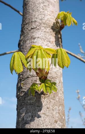 Die ersten Blätter auf einer Buche Anfang April Im Frühjahr Stockfoto