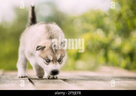 Der vierwöchige Husky-Welpe in weiß-grauer Farbe sitzt auf Holzboden Und Leckt Seine Lippen Stockfoto